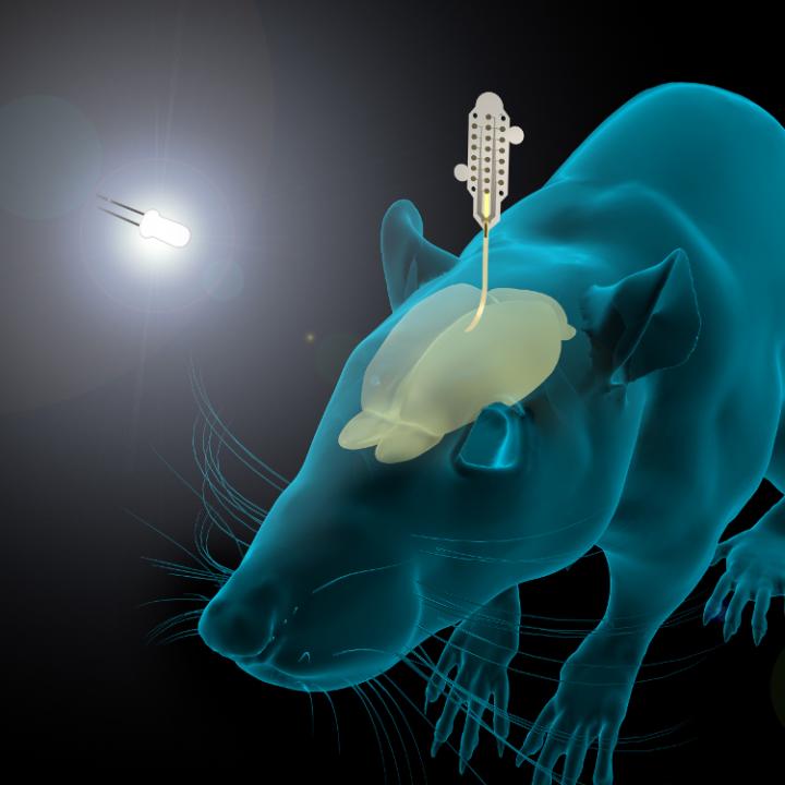 Detecting Visual Response in Rats