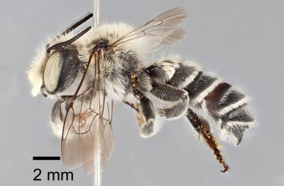 <i>Megachile chomskyi</i>