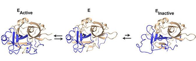 Urokinase Can Exist in Equilibrium between An Active and An Inactive Stat