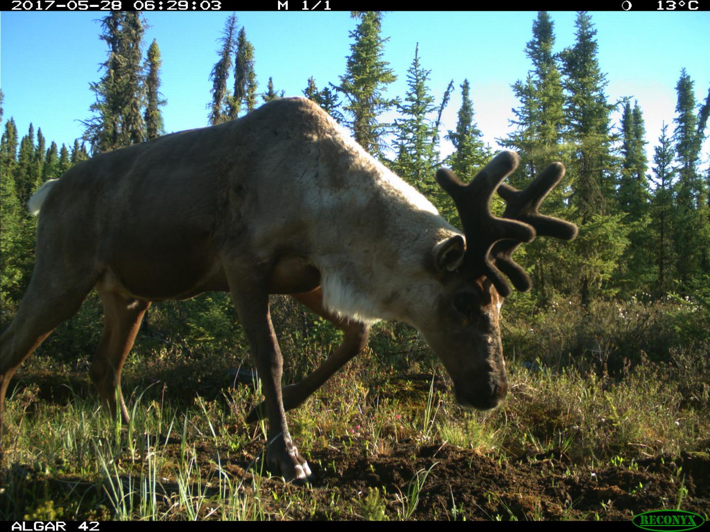 Caribou on a Restored Seismic Line