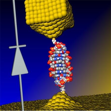 World's Smallest Diode -- Illustration of the Coralyne-Dintercalated DNA Junction