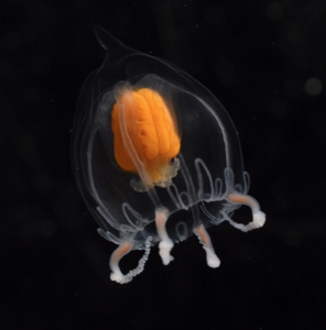 A Leuckartiara brownei jellyfish