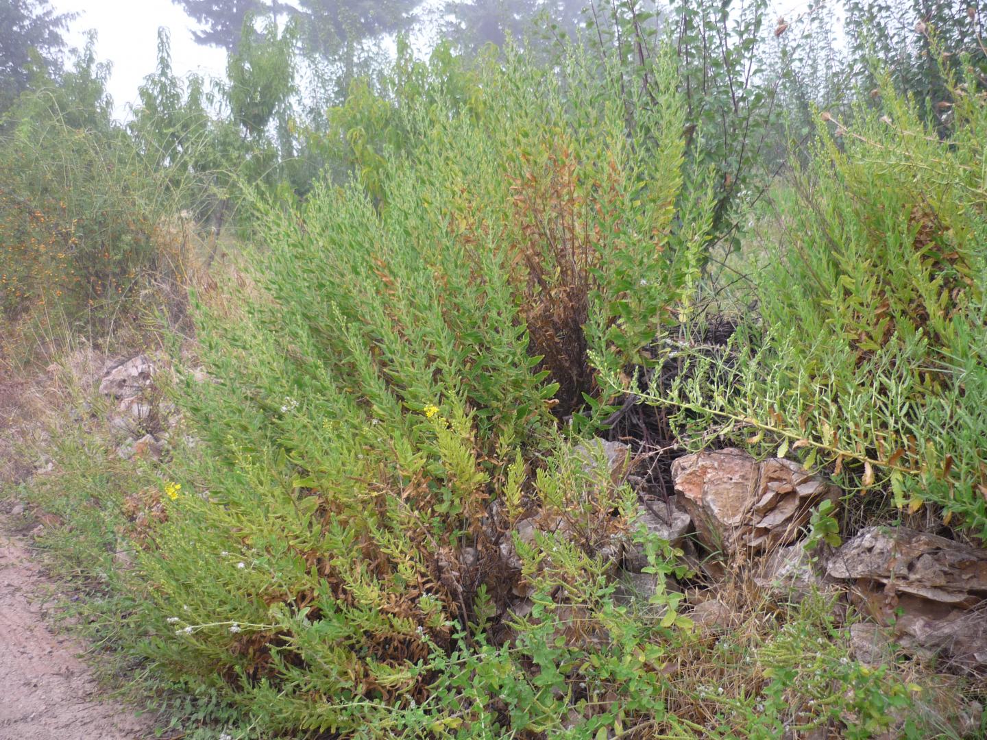 Compound from medicinal herb kills brain-eating amoebae in lab studies