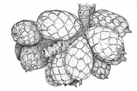 <i>Raphia zamiana</i> Fruits