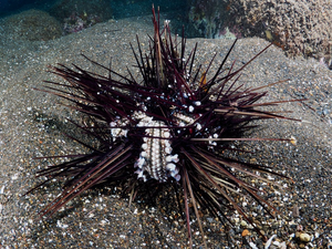A dying D. setosum urchin.