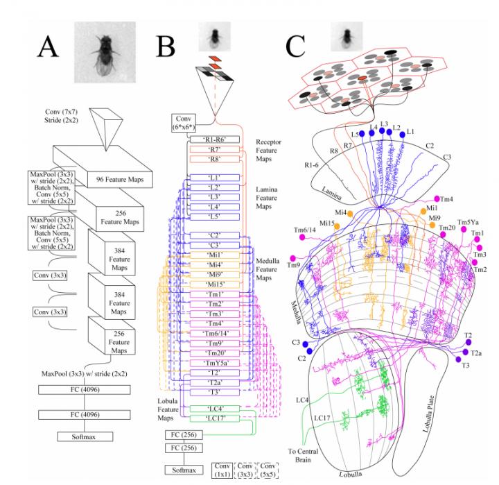 The Machine and the Fly