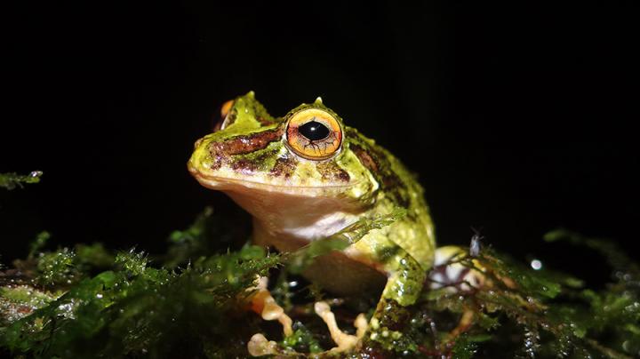 Frogs Fight Off Disease