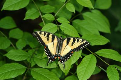 Appalachian Tiger Swallowtail