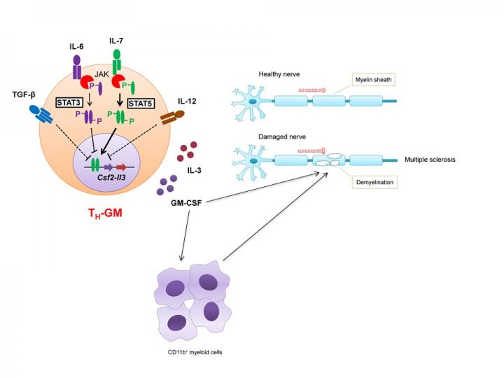 Schematic of TH-GM Causing Neuroinflammation, Demyelination and Nerve System Damage