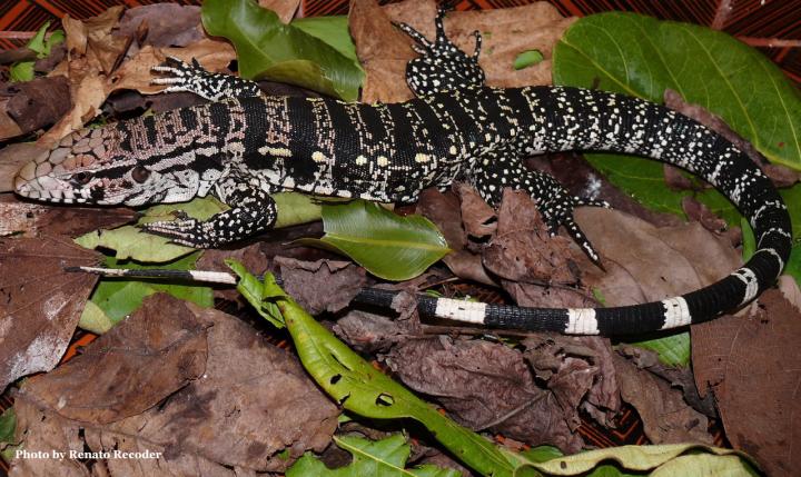 Photograph of a Tegu