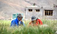 Weaver Forages for Medicinal Plants in Ladakh