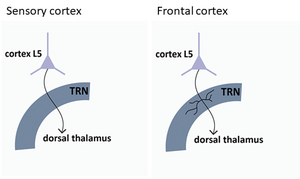 The cortical L5-thalamus pathway.