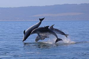 Burrunan dolphins 2