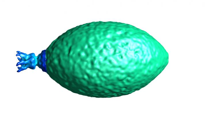 Sulfolobus Spindle-Shaped Virus 1