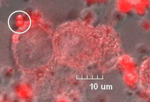 Red light emission from europium complexes inside model glioma cells