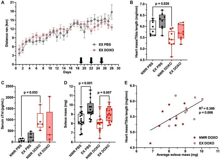 Aerobic exercise ameliorates doxorubicin-induced cardiotoxicity