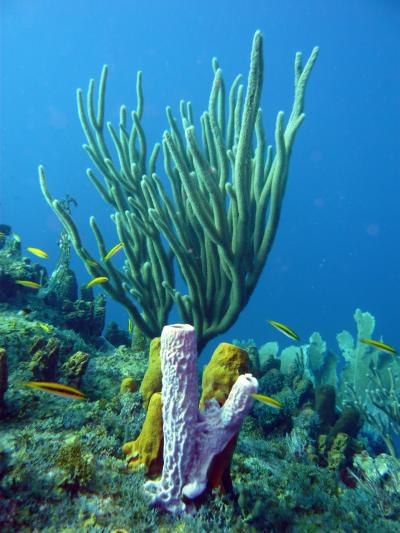 Sponges Recycle Resources for Reef Communities (2 of 8)