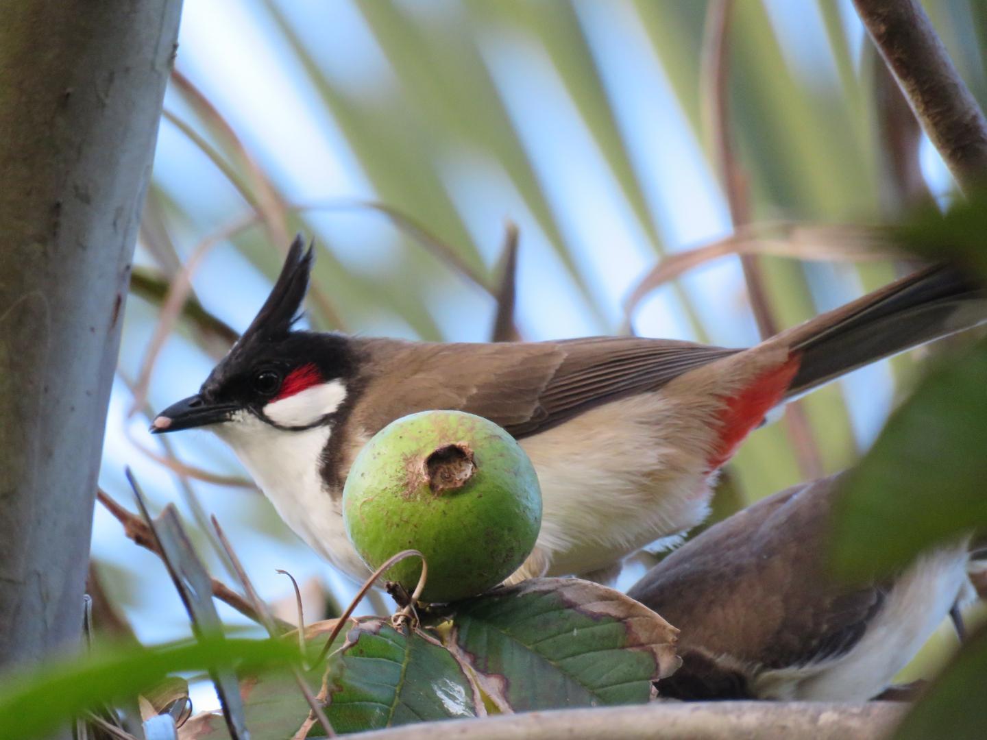 Red Whiskered Bulbul Feeds On The Introduced <i>Psidium guava</i>