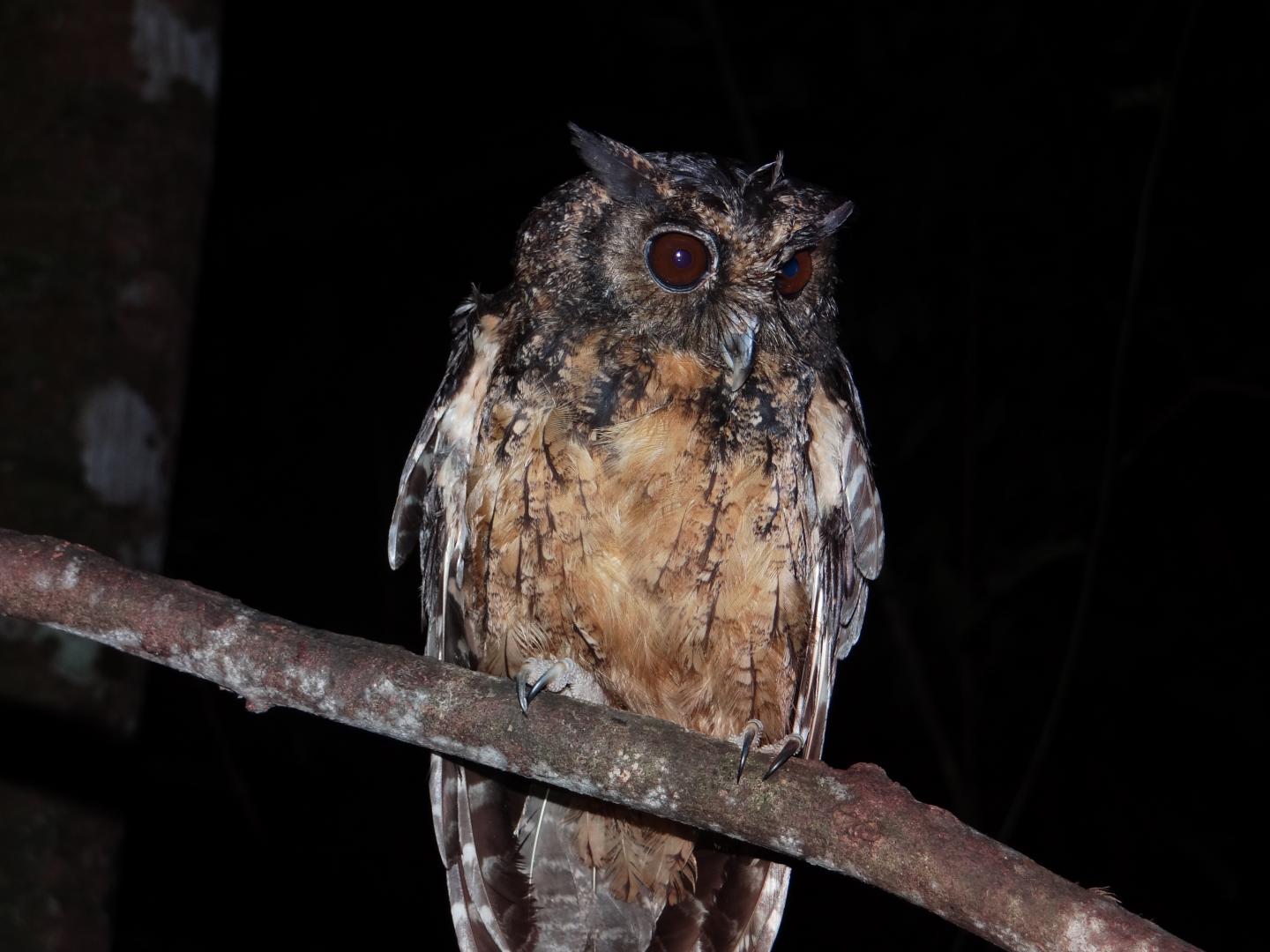 Xingu Screech Owl