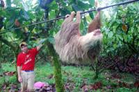 Sloth Moving on a Cable