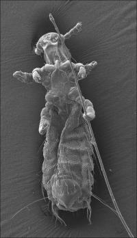 Parasitic Louse Lemurpediculus verruculosus