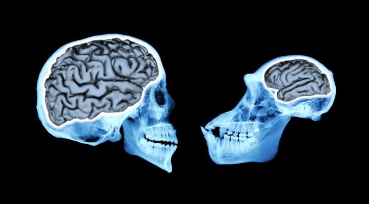 Human Chimpanzee Comparison