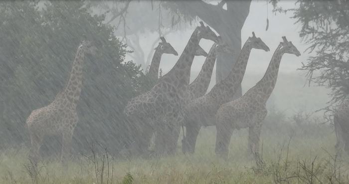 Masai giraffes in Tanzania