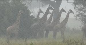 Masai giraffes in Tanzania