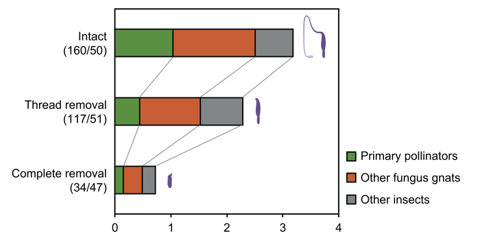 Figure 3: Number of trapped insects per inflorescence for each experiment group