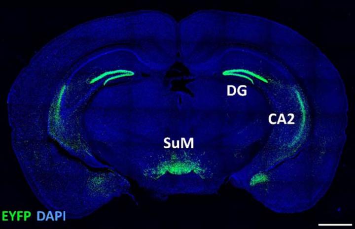 The SuM projects to the hippocampus