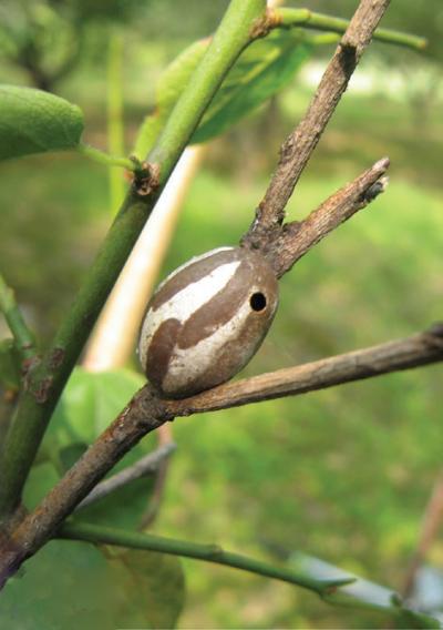 Cocoon of <i>M. flavescens flavescens</i>