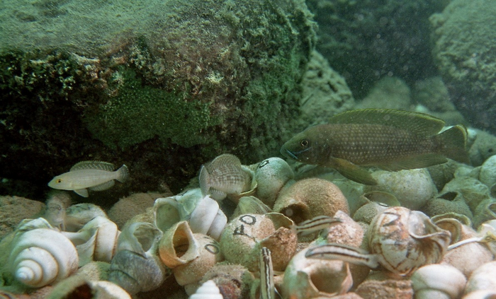 A nest of empty snail shells with the giant territorial nest owner (right), a female just entering a shell (middle) and a parasitic dwarf male (left). The striped fish in the foreground are egg predators.