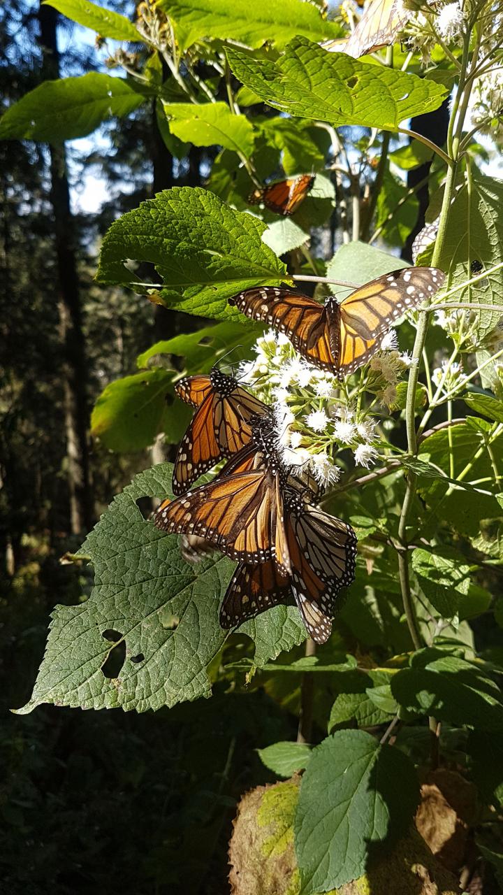 Butterflies