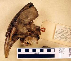 Double-fanged specimen from La Brea Tar Pits