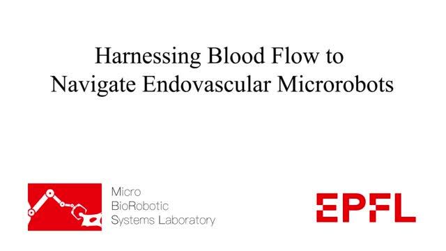 Harnessing Blood Flow to Navigate Endovascular Microrobots