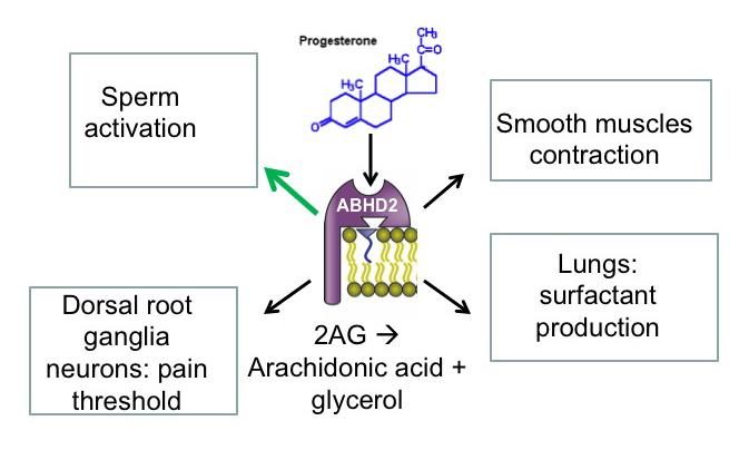 Progesterone Receptor Action in Sperm and Other Tissues