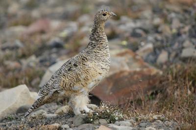 Ptarmigan Hen