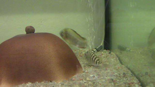 How Mouthbrooding Cichlid Fish Have Learned to Outwit Parasitic Cuckoo Catfish (3 of 8)