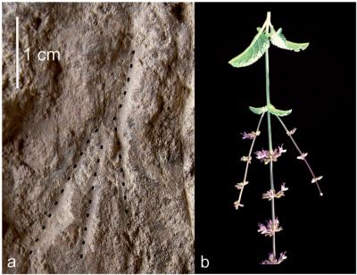 Earliest Evidence of Using Flower Beds for Burial Found in Raqefet Cave in Mt. Carmel (3 of 3)