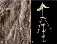 Earliest Evidence of Using Flower Beds for Burial Found in Raqefet Cave in Mt. Carmel (3 of 3)