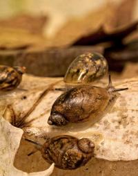 Chittenago Ovate Amber Snail
