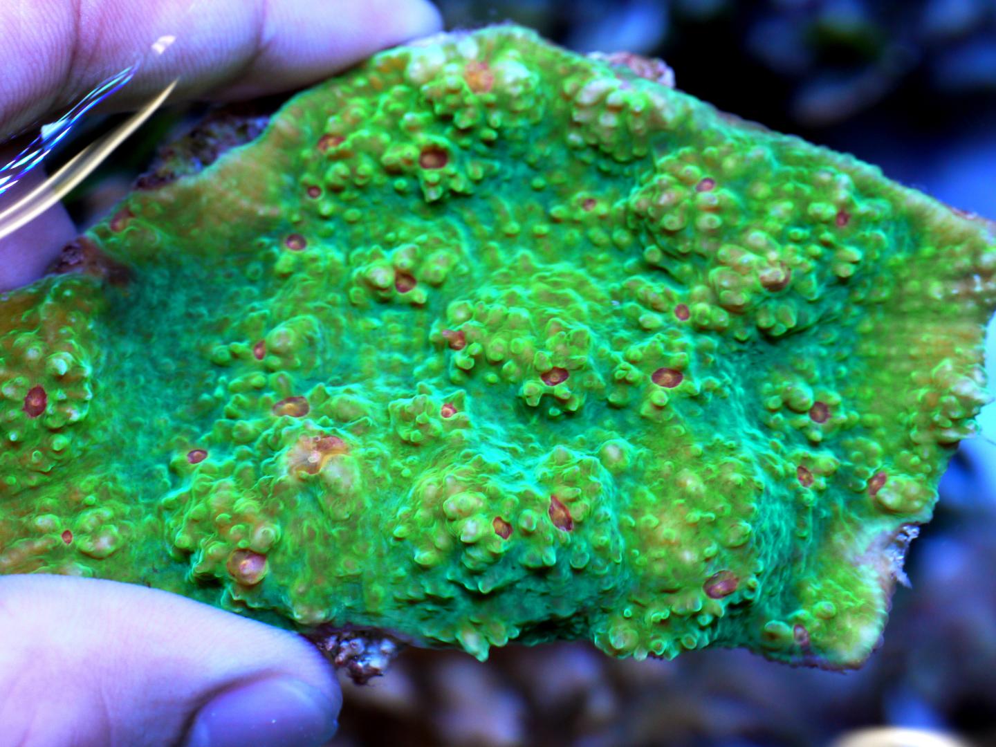 The Green Fluorescence Emitted by Corals