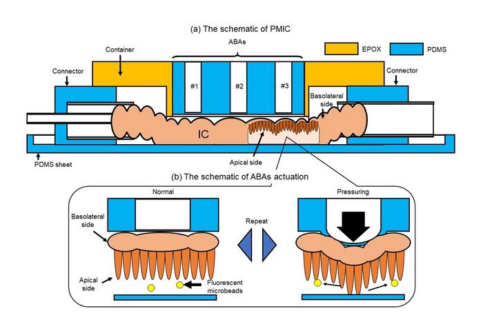 Figure 1. Design of the proposed microfluidic device for observing dynamic flows in the intestine.