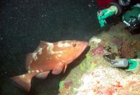 Red Grouper (2 of 2)
