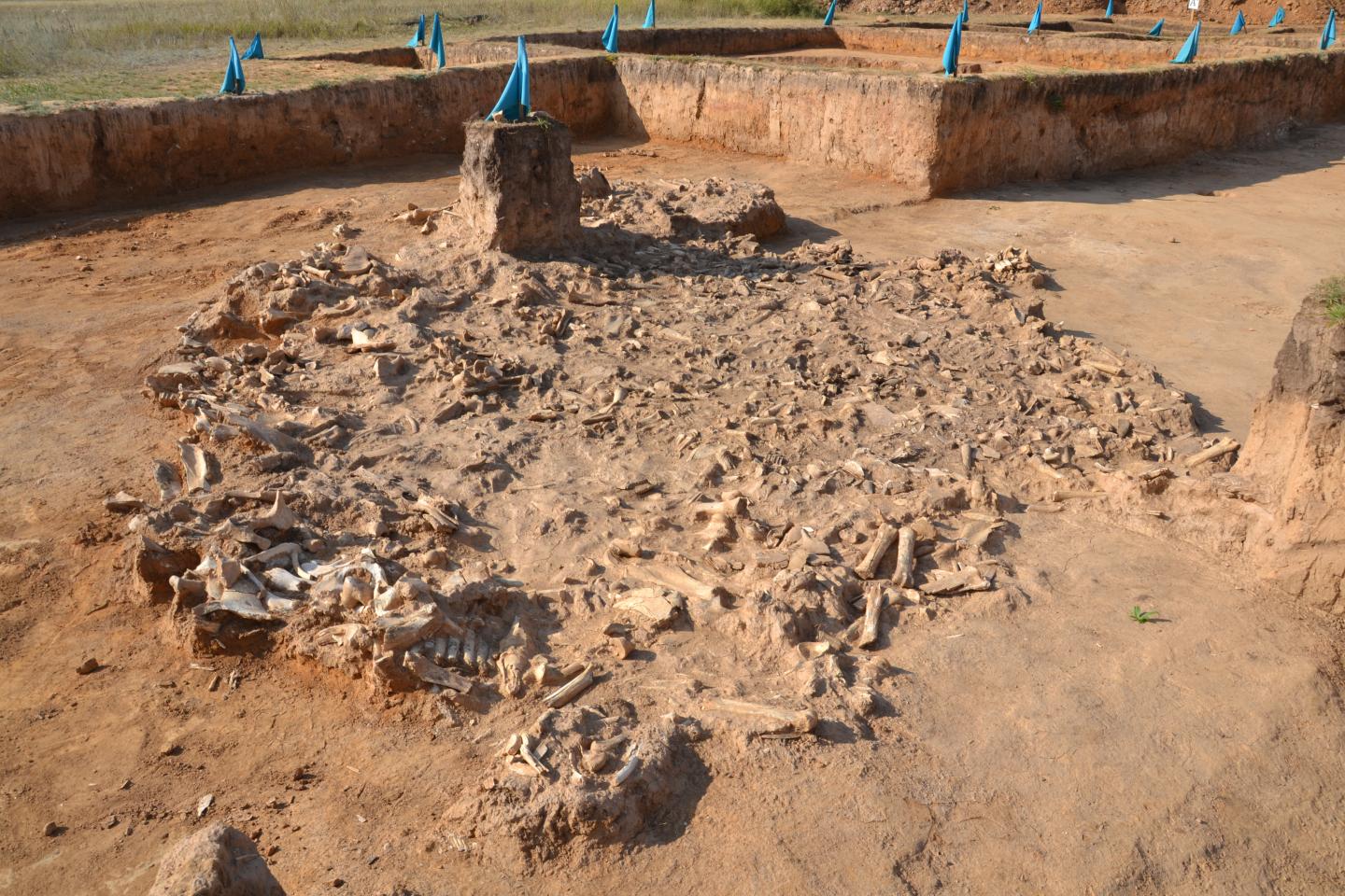 Excavation at the Botai site, Northern Kazakhstan, 2017.