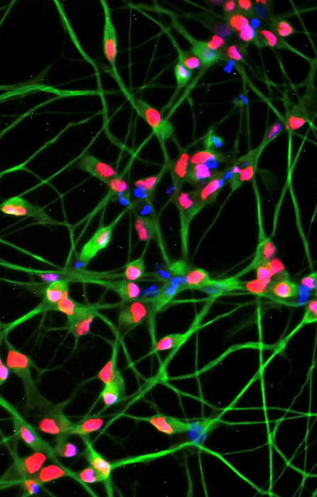 Ocular motor neurons