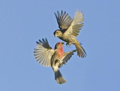 House Finches (<i>Carpodacus mexicanus</i>)