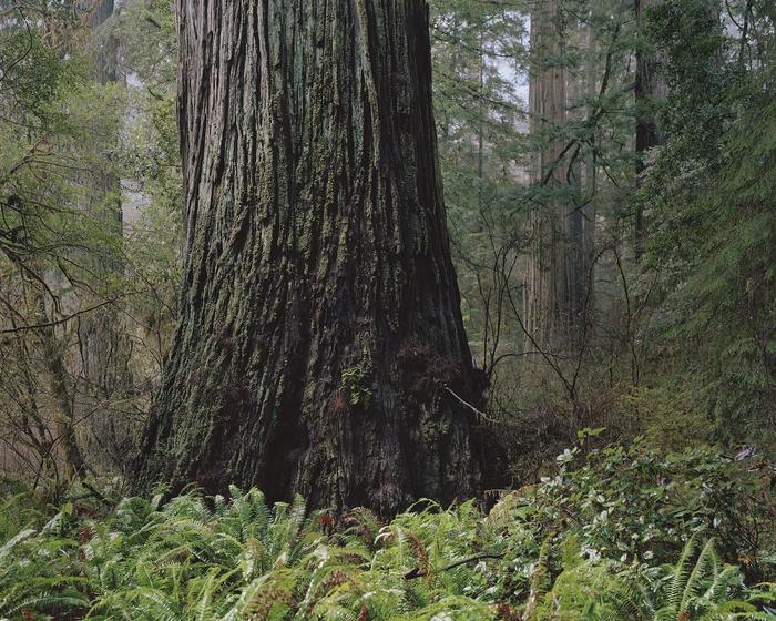 Champion Coast Redwood Tree