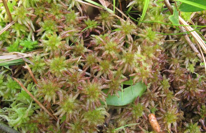 Moss genome study identifies two new species