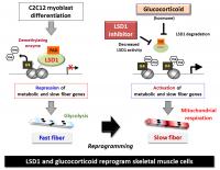 Skeletal Muscle Reprogramming with Enzymes and Hormones